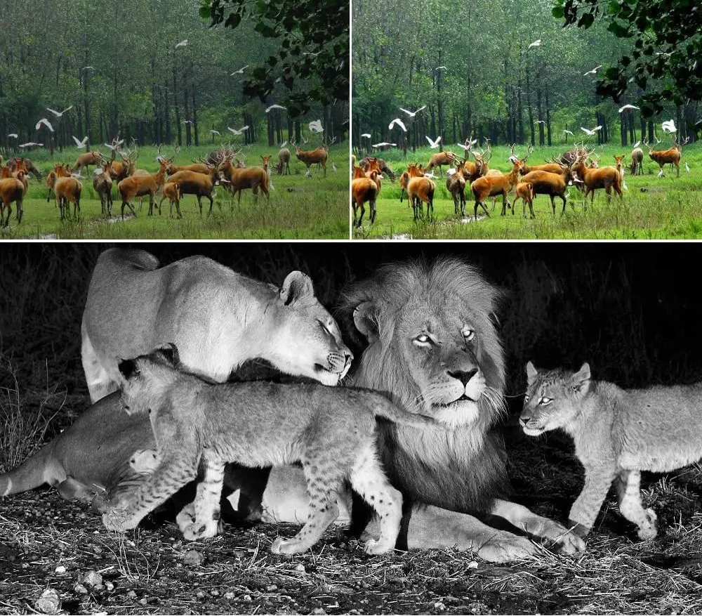 Câmera de trilha para caça 20MP 1080P para vida selvagem ao ar livre, com visão noturna, armadilha fotográfica Mini301